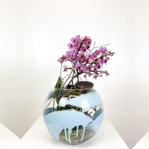 Orchidea Phalenopsis | Andrea Patrizi Flower Shop